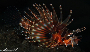 Lionfish portrait by Adriana Simeonova 